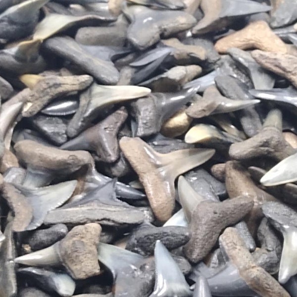 25 Whole Fossilized Shark Teeth (1/2"-47/64") Plus a 1/2" Shark Tooth Necklace Plus a Bonus.