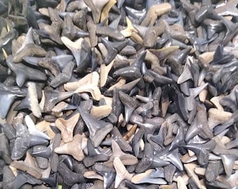 50 Whole Fossilized Shark Teeth (1/4"-31/64") Plus a 1/2" Shark Tooth Necklace.