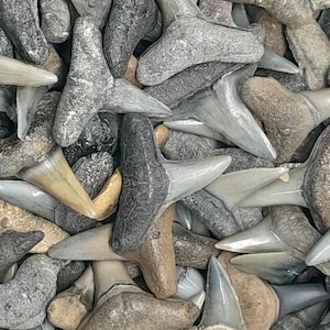 Twelve 3/4&#39; Jewelry Grade Fossilized LEMON Shark Teeth  +  1/2&quot; Shark Tooth Necklace