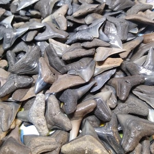12 Large Fossilized Bull/Lemon Shark Teeth, Peace River/Dive/Landsite Shark Teeth+  1/2&quot; Shark Tooth Necklace + Bonus