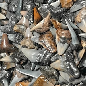 50 Fossilized Shark Teeth 25 Peace River Teeth & 25 Beach Teeth + 1/2" Shark Tooth Necklace + 2 Oz Meg pieces