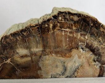 fossil ornament etsy