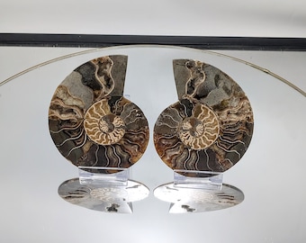 Large Red Ammonite Fossil Pair opalised (DP)