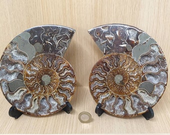 20) Large Ammonite Fossil Pair