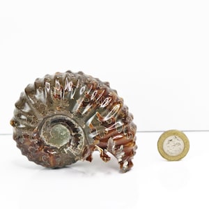 3) Ammonite Fossil Duvilliceras