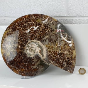 14) Ammonite Fossil Cleoniceras Whole