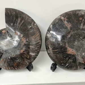 32) Large Black Ammonite Fossil Pair