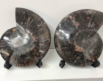 アンモナイト化石 黒色 大きい 大きな黒いアンモナイトの化石 - Etsy 日本