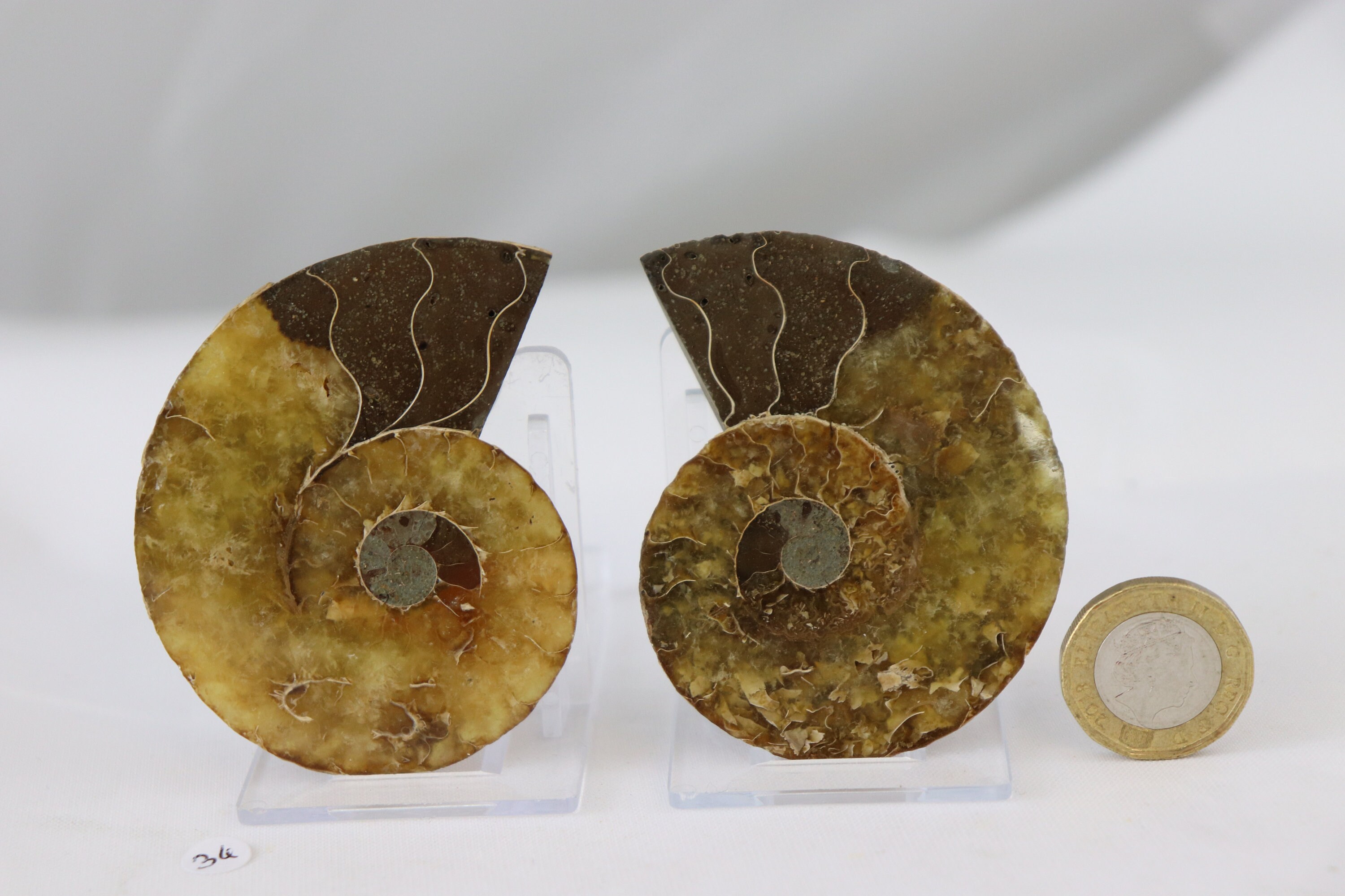アモナイト化石 ペア　スタンド付き アンモナイトの化石ペア – 天然化石のインテリア #34 - Etsy 日本