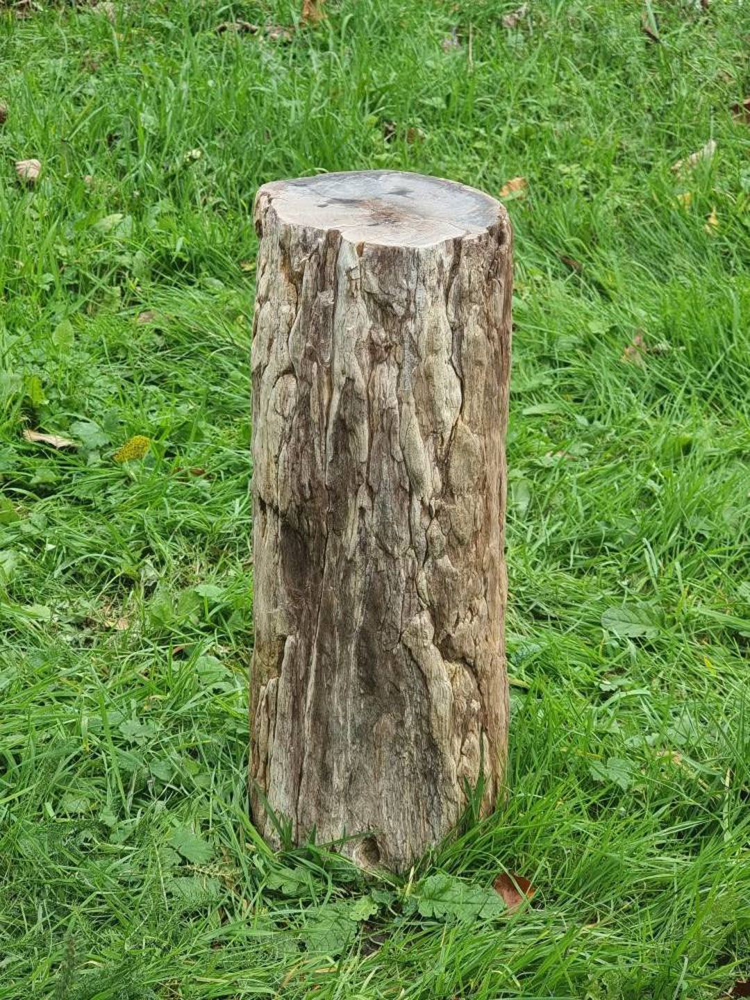 12) 大きな化石化した木の切り株 - Etsy 日本