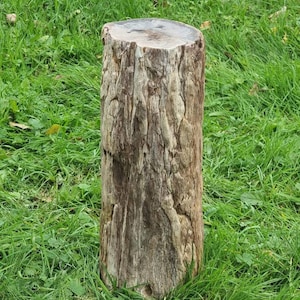 12) Large Petrified Fossil Wood Stump