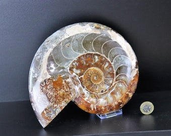 アンモナイトの化石（研磨済み、縫合線あり） 3 1/2インチ以上 lig27