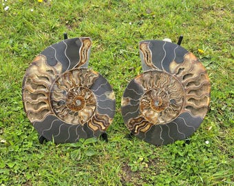 11g アンモナイト化石ペア - Etsy 日本