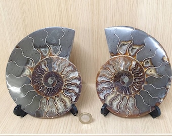 31) Large Ammonite Fossil Pair