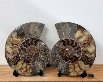 36) Large Ammonite Fossil Pair