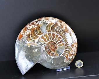 20) Large Ammonite Fossil Cleoniceras Deep Polished