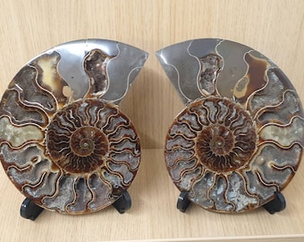 18) Large Ammonite Fossil Pair