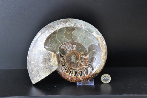 25 Large Ammonite Fossil Cleoniceras Deep Polished