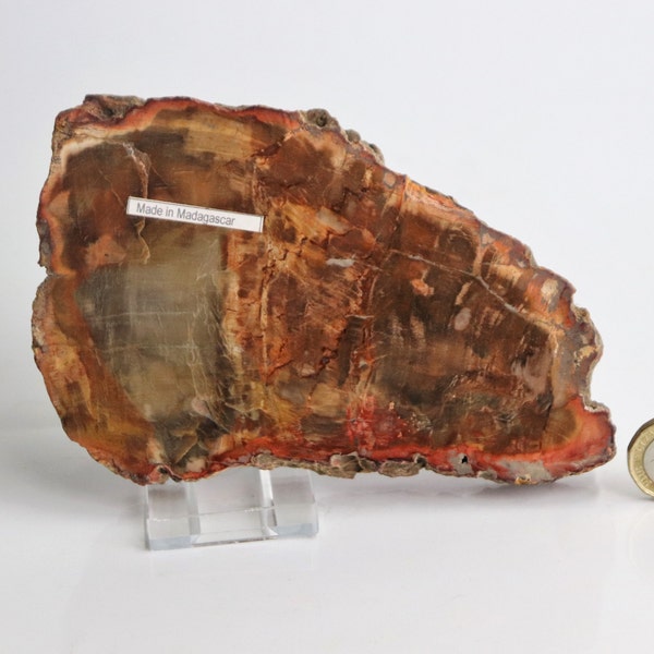 1) Fossil Wood Slice - Petrified Wood - Madagascar