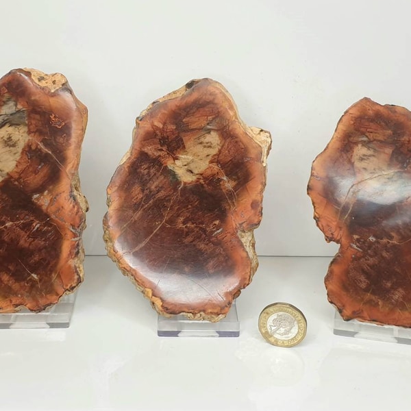 3) Fossil Wood Slice Set - Petrified Wood - Madagascar