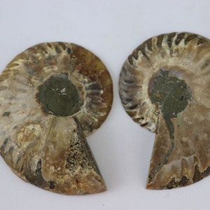 34) Ammonite Fossil Pair Great Unique Gift Home Decor - Madagascar