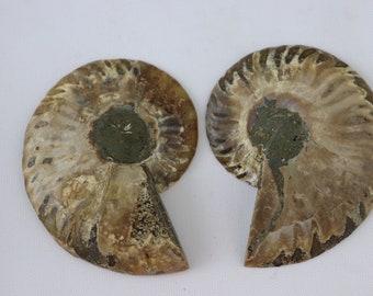化石アンモナイト 化石ペア 研磨済み 100% 本物標本 マダガスカル 白