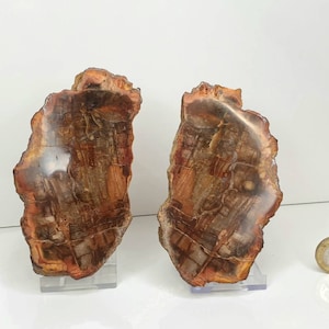 May include: Two pieces of petrified wood, each with a unique pattern of brown, orange, and grey. The wood is polished and has a glossy finish. The pieces are displayed on clear acrylic stands.