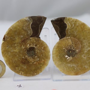 38) Ammonite Fossil Pair Great Unique Gift Home Decor - Madagascar