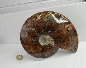 アンモナイト化石（母岩入り、片面研磨済み、3インチ以上）ju58 - Etsy