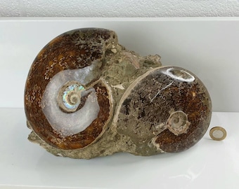 アンモナイトの化石ペア | アンモナイトの深層結晶ペア | 1億年前の