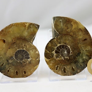 27) Ammonite Fossil Pair Great Unique Gift Home Decor - Madagascar