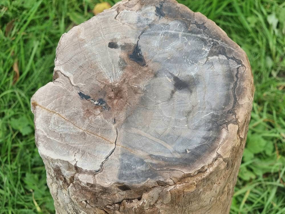 12) 大きな化石化した木の切り株 - Etsy 日本