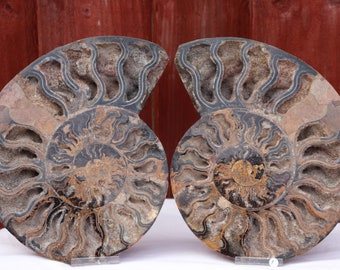 大型カット＆研磨アンモナイトペア | 140 x 111 mm | 1億1500万年前