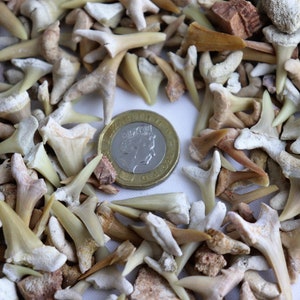 bag of fossil teeth