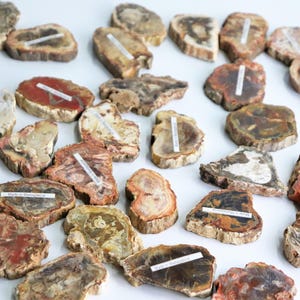 Fossil wood slice - petrified wood - madagascar s/m/l