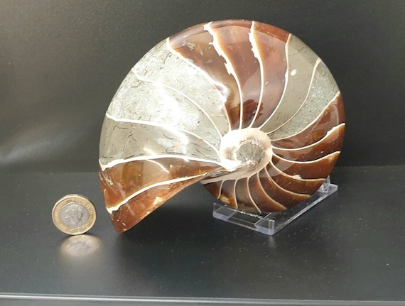 7) 大型オウムガイの化石 - Etsy 日本