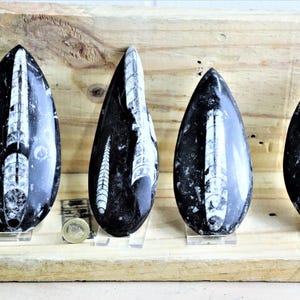 Large orthoceras fossil display piece + free stand