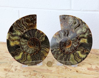 9) Large Ammonite Fossil Pair