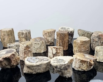 1x fossil wood branch / stump - petrified