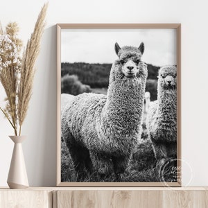 Llama Poster Print | Farmhouse Decor | Animal Wall Art | Farm Animal | Alpaca | Black & White Print