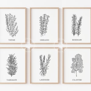 May include: Set of six black and white line drawings of herbs, including thyme, oregano, rosemary, tarragon, lavender, and cilantro. Each drawing is framed in a simple wooden frame and displayed on a white wall.