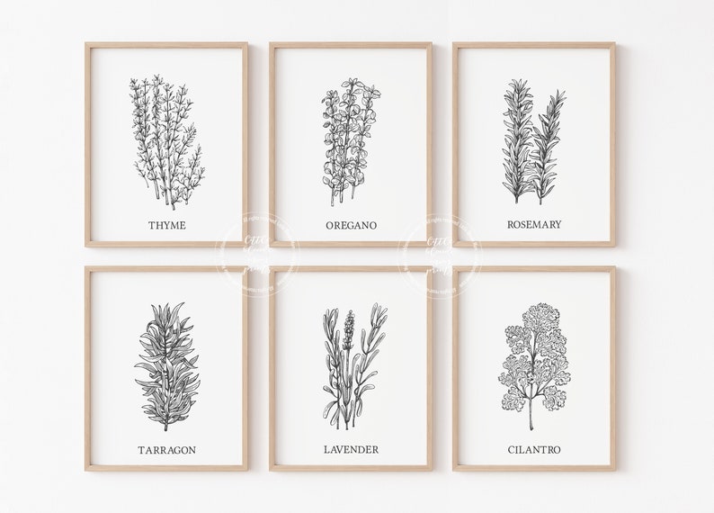 May include: Set of six black and white line drawings of herbs, including thyme, oregano, rosemary, tarragon, lavender, and cilantro. Each drawing is framed in a simple wooden frame and displayed on a white wall.