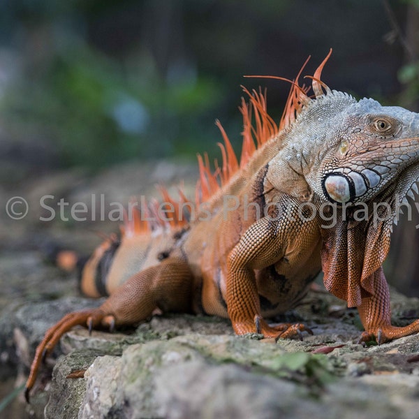 Iguana Picture - Lizard Print - Iguana Download - Reptile Photography - Mexican Wildlife - Dinosaur Picture - Gecko Photo - Jungle Ruins Art