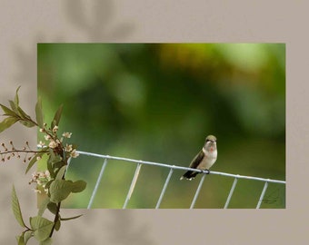 Juvenile Male Hummingbird Print, Ruby Throated Hummingbird Male Photography, Print 4x6 inches, Matte Finish