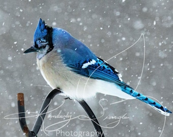 May include: A blue jay perched on a black metal bird feeder in a snowy setting. The bird has a blue crest and wings, a white belly, and a black eye. Snow is falling around the bird.