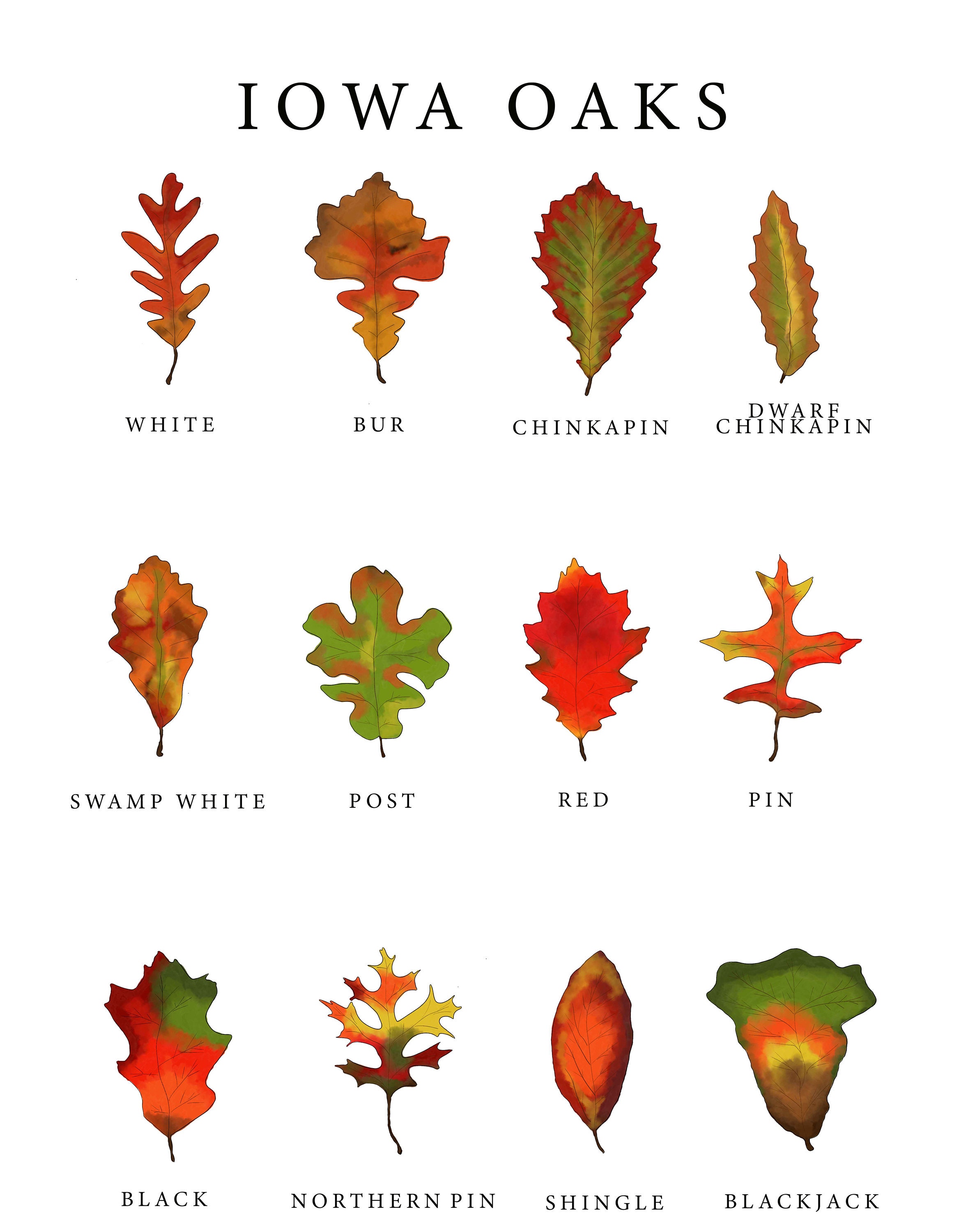 Iowa Oak Tree Identification Poster Plus Coloring Page Digital Download