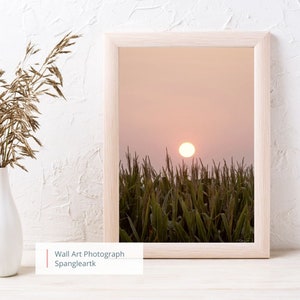 Campo di mais sereno tramonto fotografia stampa bellissimo tramonto con campo di mais - stampe 5 x 7 e 8 x 10 disponibili - fotografia di fattoria - spedizione gratuita