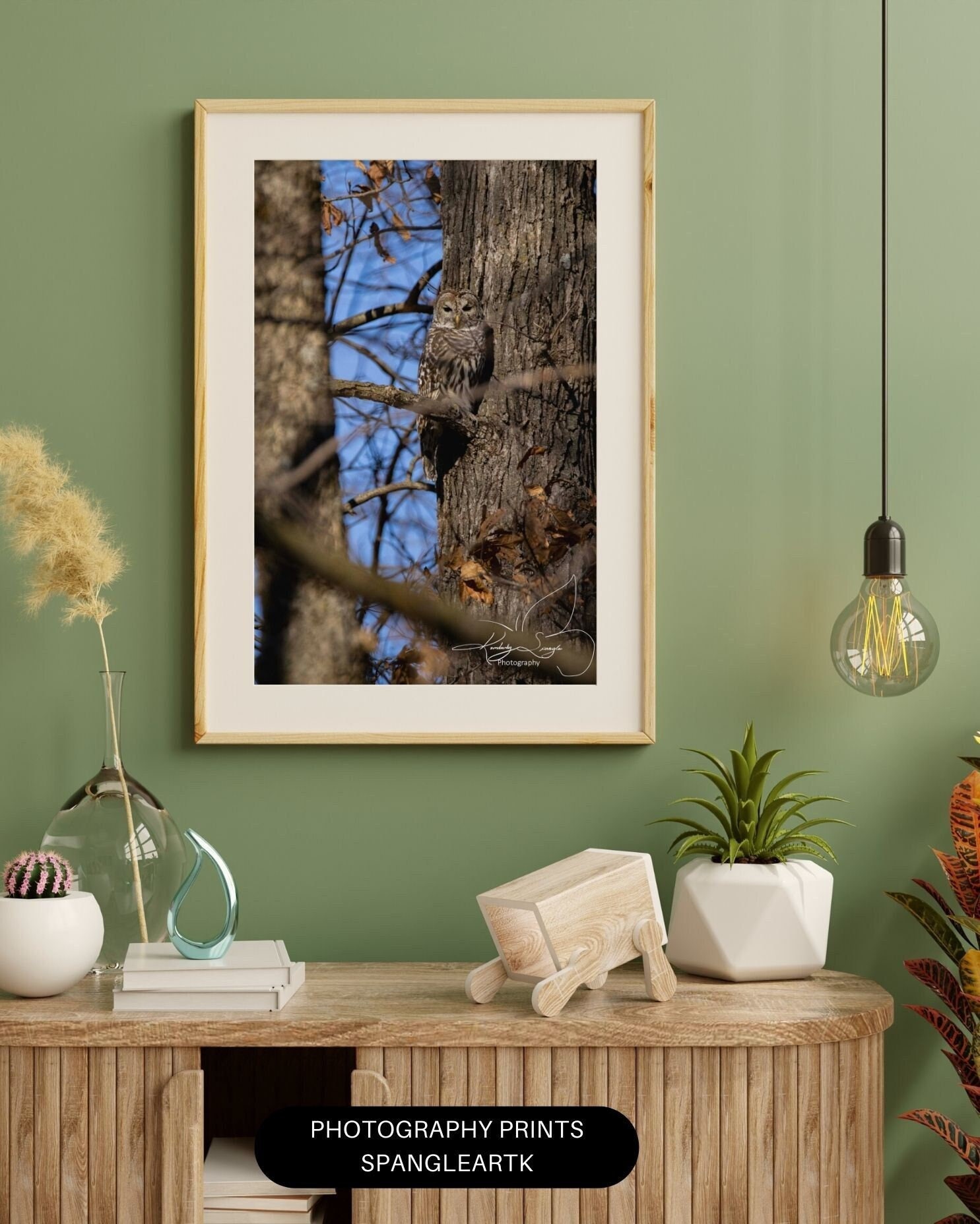 Barred Owl in Fall: Captivating Wildlife Photography Print 8x10 Photo Print