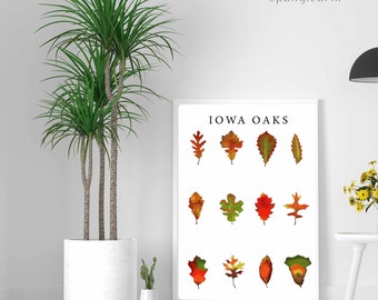 Iowa Oak Tree Identification Poster Plus Coloring Page Digital Download, Oak Leaves Poster, Kids Educational Poster, Kids Coloring Page,