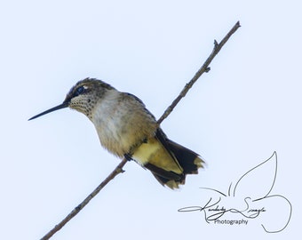 Female Ruby-Throated Hummingbird Photography Print | Available in 8x10 and 5x7 Inches | High Detail | Free Shipping